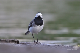 <p>KONIPAS BÍLÝ (Motacilla alba) /White wagtail - Bachstelze/</p>